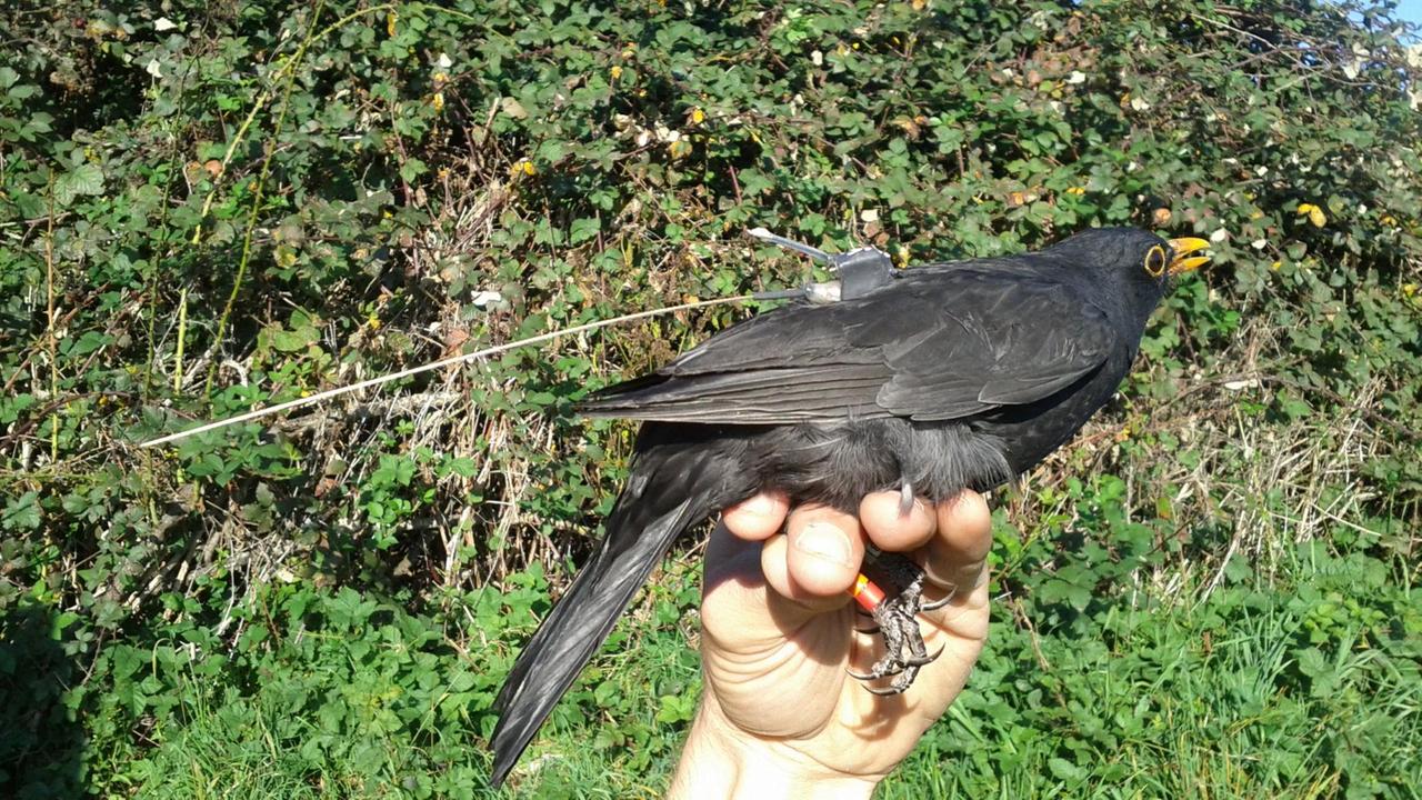 Eine Amsel mit einem Vorläufer des Icarus-Senders Eine Amsel mit einem Vorläufer des Icarus-Senders