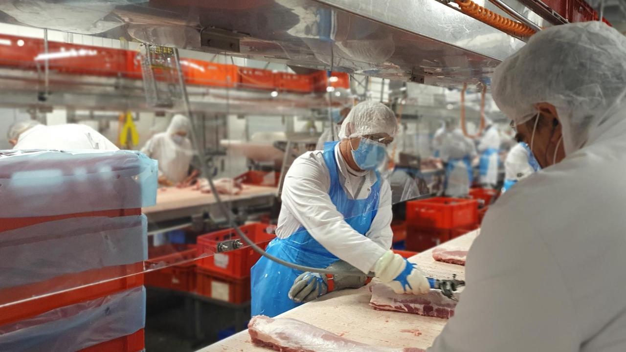 Das von der Firma Tönnies zur Verfügung gestellte Foto zeigt Mitarbeiter, die an ihren Arbeitsplätzen von Plexiglasscheiben voneinander getrennt von Tönnies geschlachtete Tiere im Stammwerk des Betriebes zerlegen. Das von der Firma Tönnies zur Verfügung gestellte Foto zeigt Mitarbeiter, die an ihren Arbeitsplätzen von Plexiglasscheiben voneinander getrennt von Tönnies geschlachtete Tiere im Stammwerk des Betriebes zerlegen.
