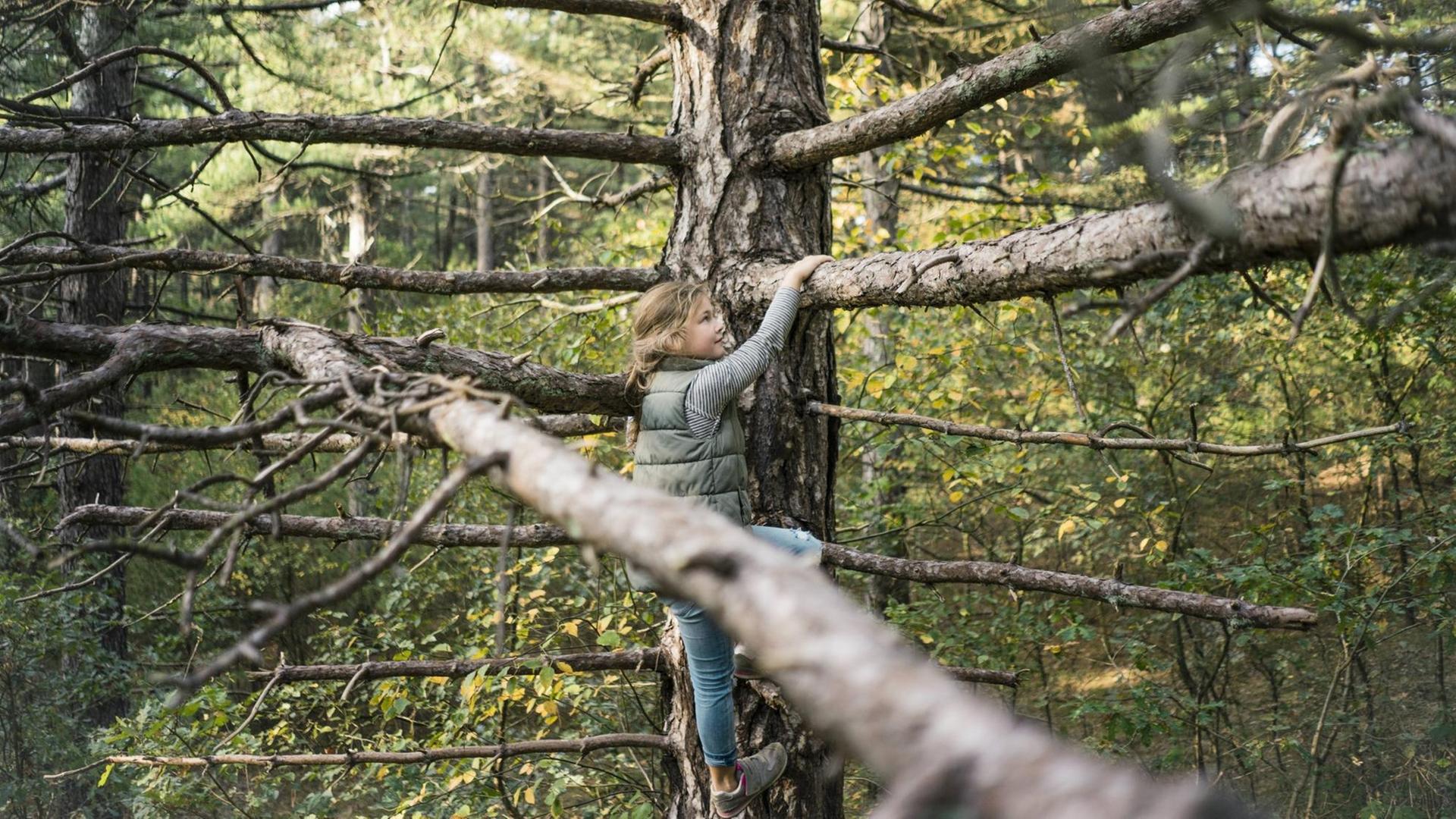 Ein Mädchen klettert einen Baum im Wald hoch.
