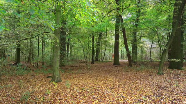 Der Friedwald in Schönebeck/Elbe (Sachsen-Anhalt). Rund 26 Hektar Wald stehen auf dem ostelbischen Gelände für Bestattungen zur Verfügung.