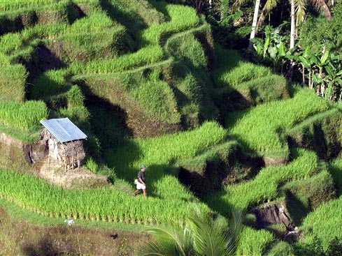 Reisfelder in der Nähe von Ubud auf Bali