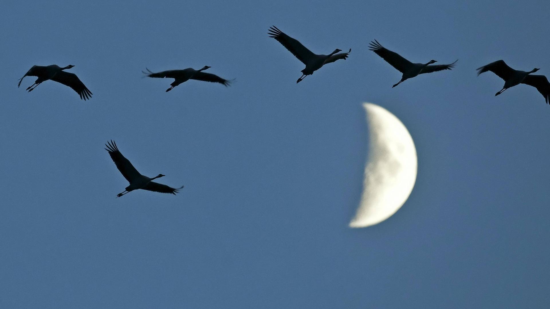 Kraniche ziehen am Himmel an einem Halbmond vorbei Kraniche ziehen am Himmel an einem Halbmond vorbei
