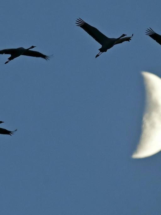 Kraniche ziehen am Himmel an einem Halbmond vorbei