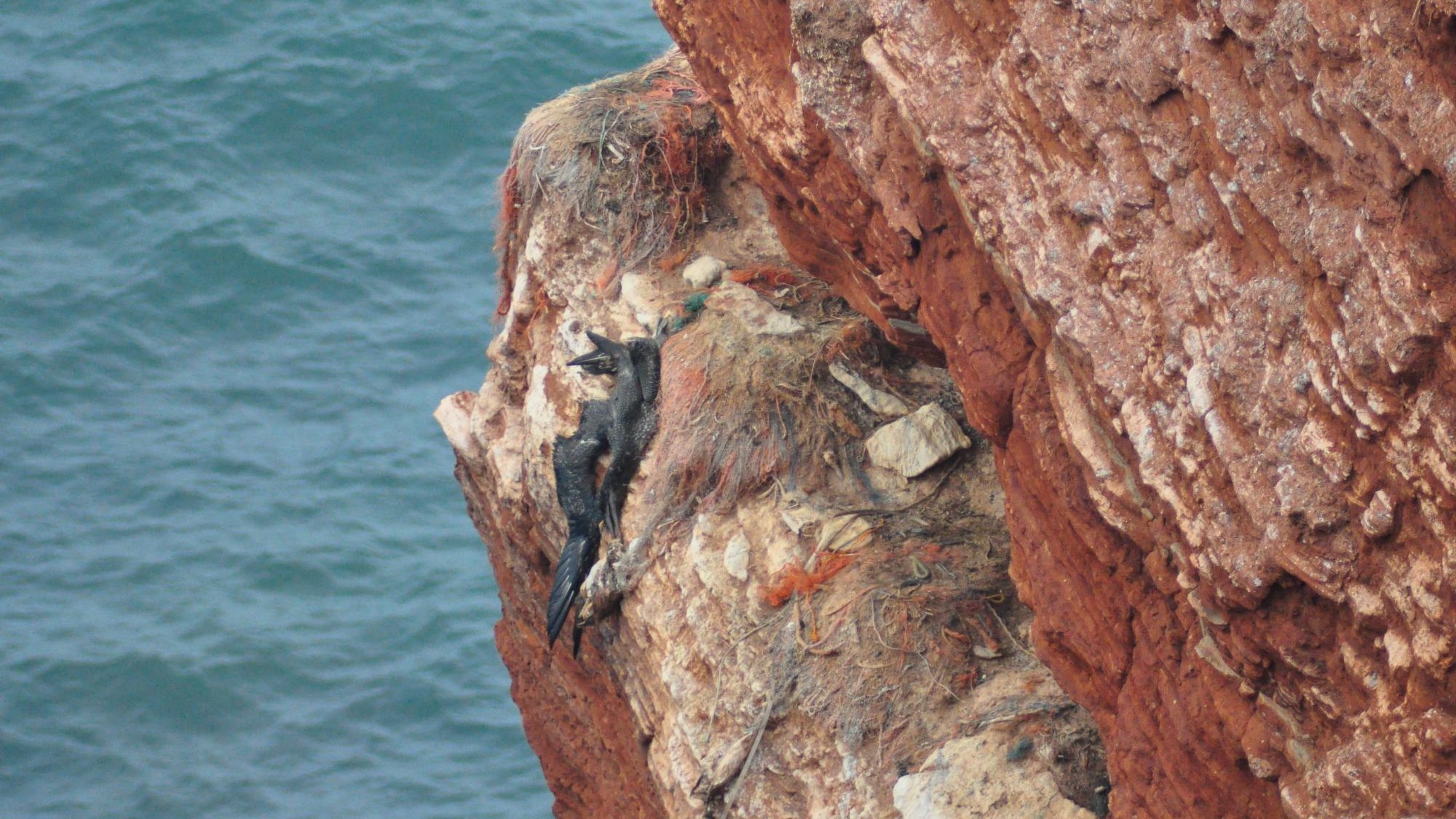 plastikmull und seine folgen im meer tod am lummenfelsen