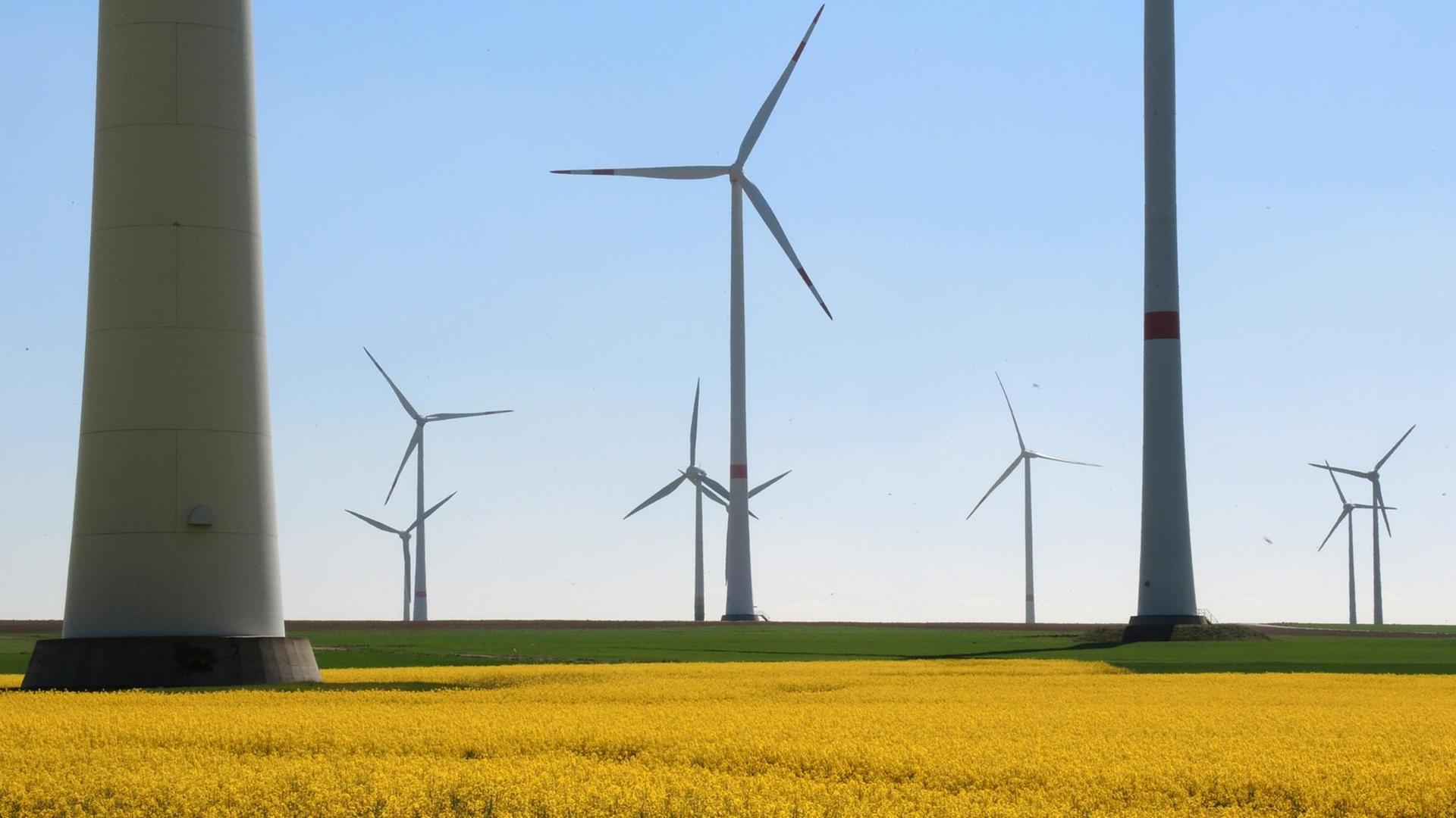 Windräder stehen auf einem blühenden Rapsfeld in Flonheim, Rheinland-Pfalz Windräder stehen auf einem blühenden Rapsfeld in Flonheim, Rheinland-Pfalz