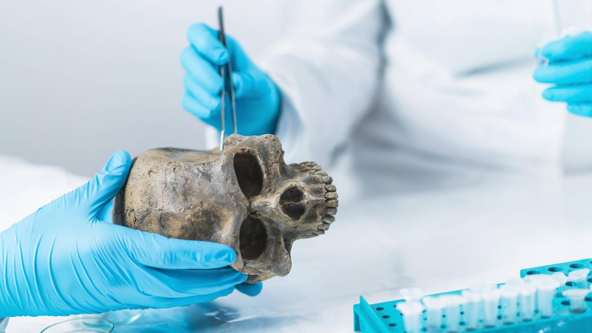 Eine Wissenschaftlerin entnimmt Knochenproben aus einem Schädel um die aDNA zu untersuchen. Eine Wissenschaftlerin entnimmt Knochenproben aus einem Schädel um die aDNA zu untersuchen.