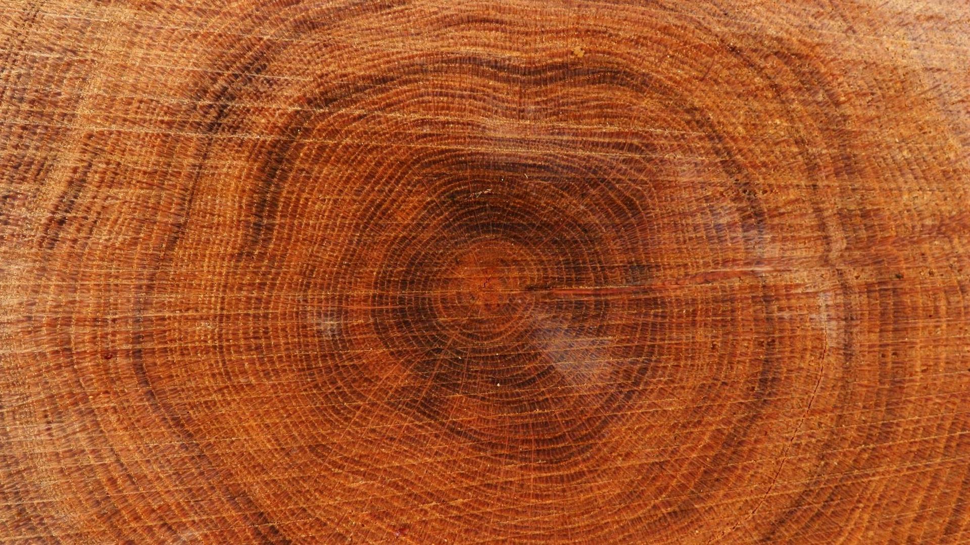 Bildnummer: 51726377 Datum: 02.04.2004 Copyright: imago/imagebroker/möbus Jahresringe eines Baumstamms , Strukturen; 2004, Jahresring, Ring, Ringe, Baumstamm, Baumstämme, Stamm, Stämme, Querschnitt, Chronologie, Dendrochronologie; , quer, Kbdig, Einzelbild, Deutschland, , o0 Baum, Bäume Bildnummer: 51726377 Datum: 02.04.2004 Copyright: imago/imagebroker/möbus Jahresringe eines Baumstamms , Strukturen; 2004, Jahresring, Ring, Ringe, Baumstamm, Baumstämme, Stamm, Stämme, Querschnitt, Chronologie, Dendrochronologie; , quer, Kbdig, Einzelbild, Deutschland, , o0 Baum, Bäume