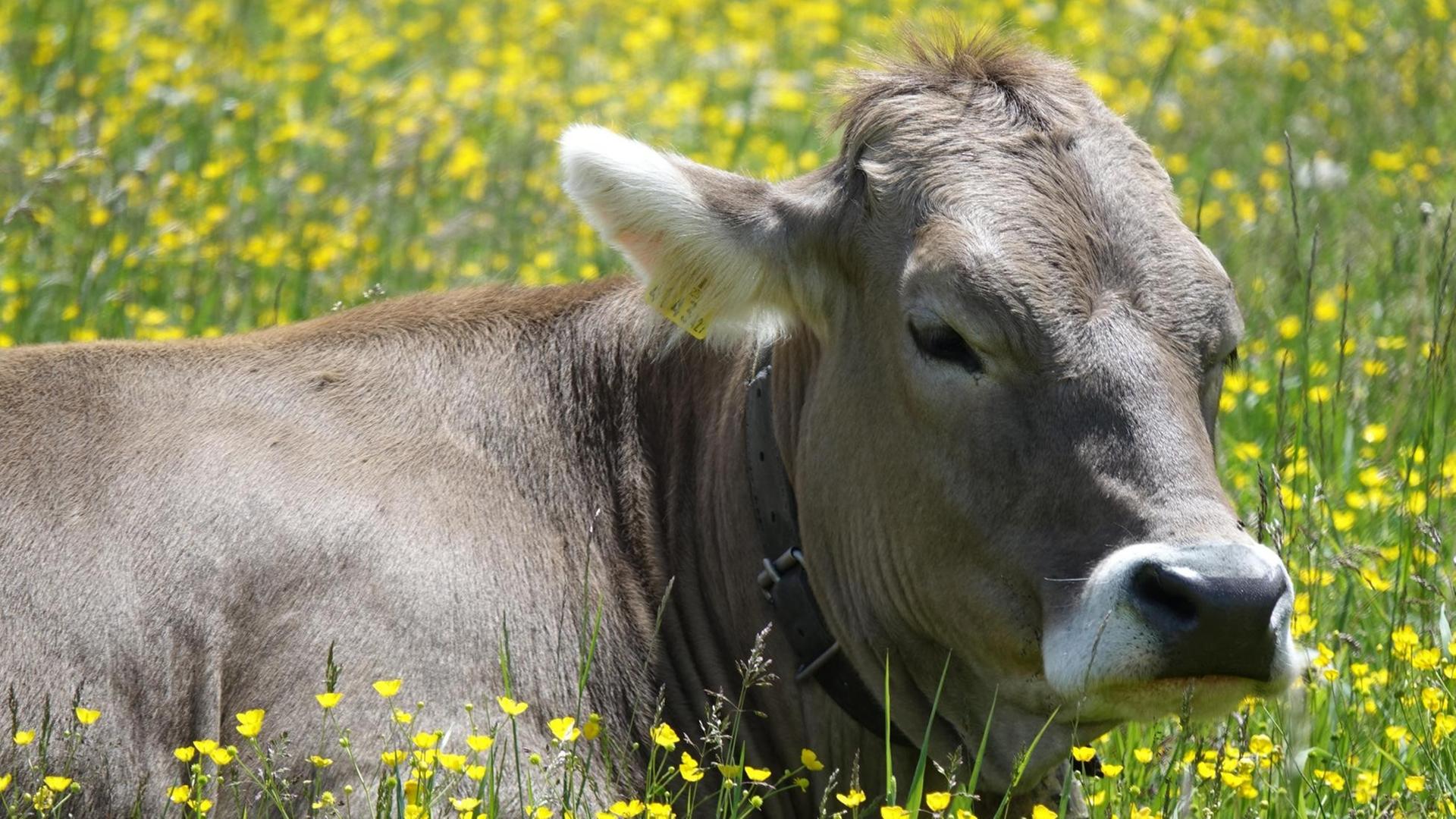 Kuh liegt zufrieden auf Blumenwiese bei Sunnalm in Tirol, Österreich Kuh liegt zufrieden auf Blumenwiese bei Sunnalm in Tirol, Österreich