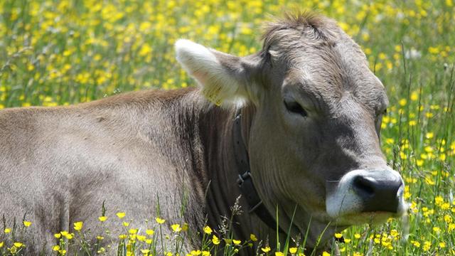 Kuh liegt zufrieden auf Blumenwiese bei Sunnalm in Tirol, Österreich