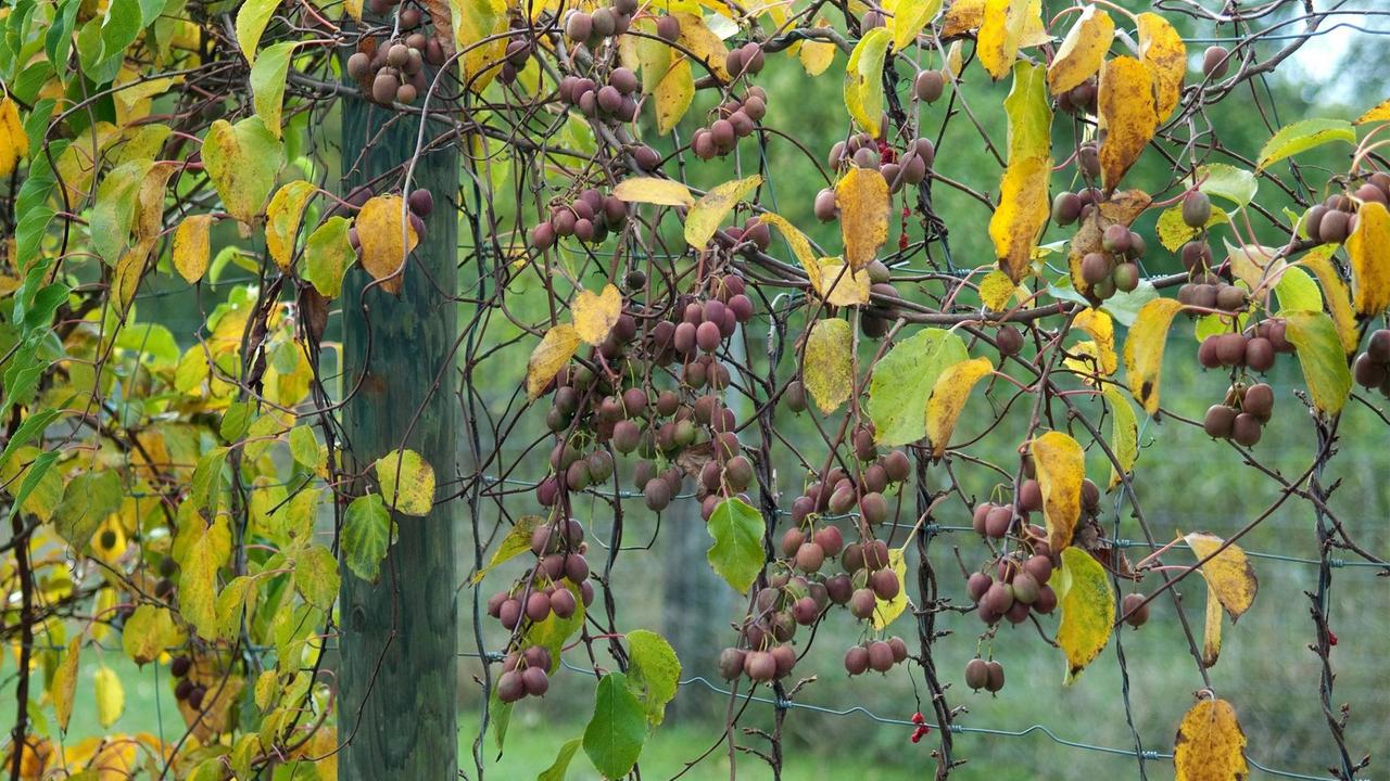 Weiki, auch Bayern-Kiwi oder Zwergkiwi genannt, wachsen als Spalierobst in Deutschland. Weiki, auch Bayern-Kiwi oder Zwergkiwi genannt, wachsen als Spalierobst in Deutschland.