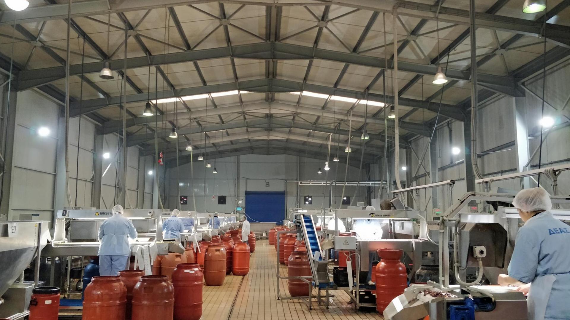 Mitarbeiterinnen kontrollieren in einer griechischen Fabrik Oliven Mitarbeiterinnen kontrollieren in einer griechischen Fabrik Oliven