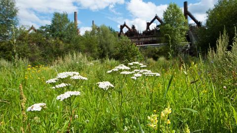 Hinter einer Blumenwiese auf dem Gelände des Weltkulturerbes Völklinger Hütte zeigt sich ein voluminöser Industriebau.