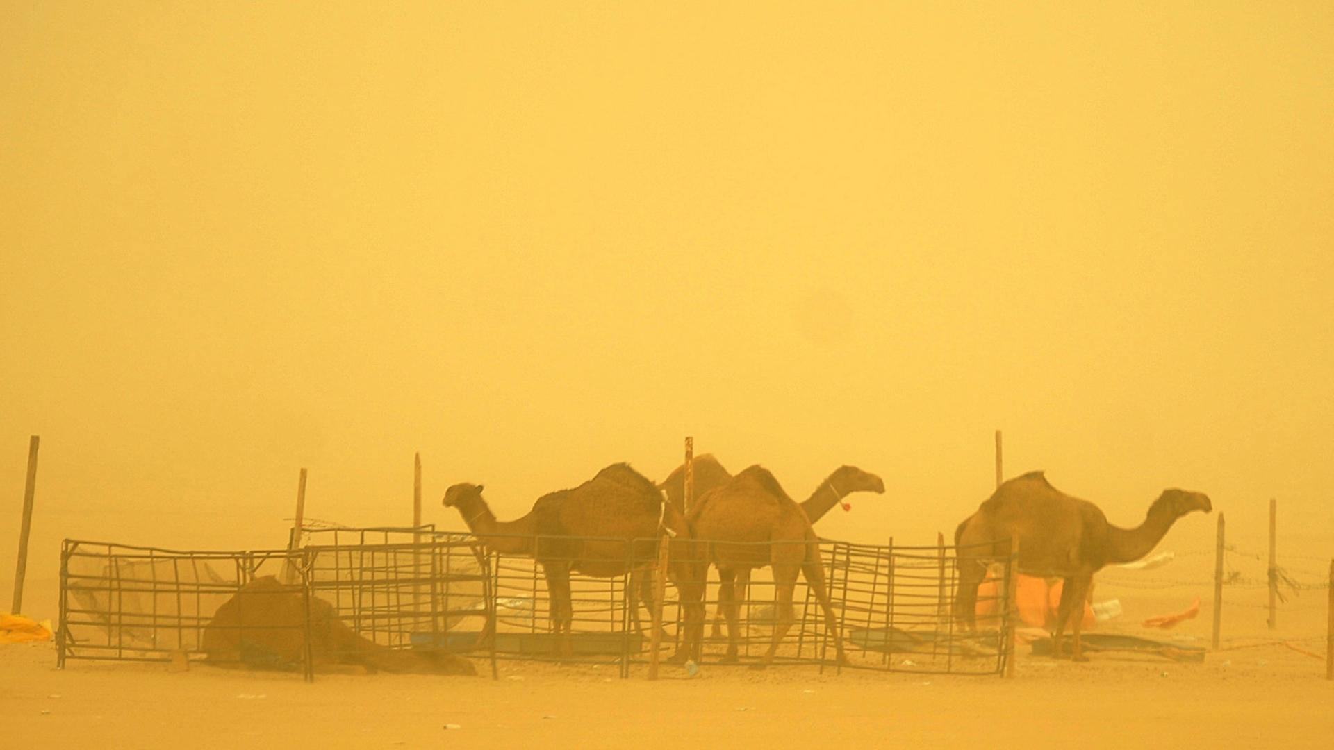 Kamele während eines Sandsturms in Kuwait Stadt.