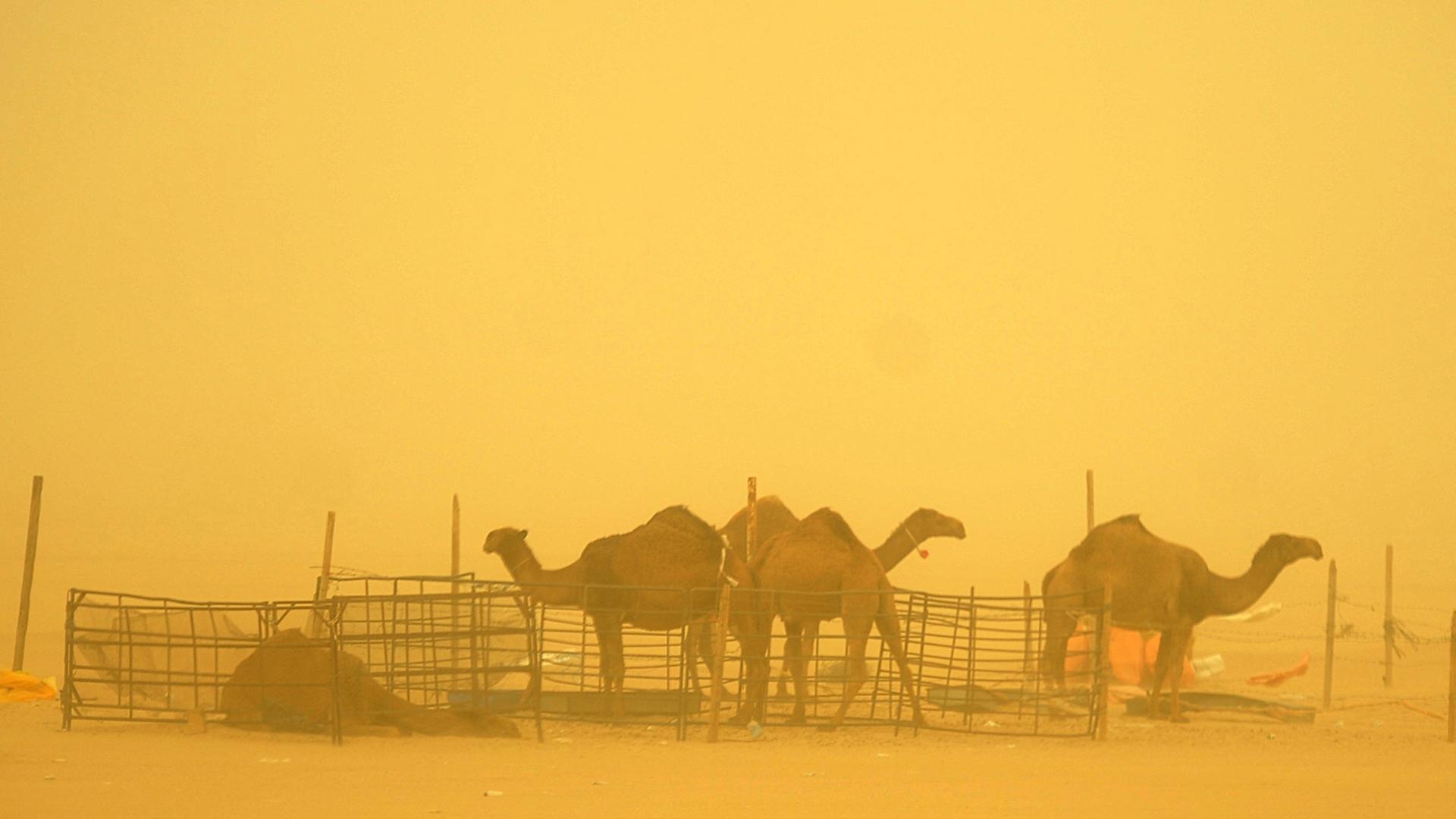 Kamele während eines Sandsturms in Kuwait Stadt. Kamele während eines Sandsturms in Kuwait Stadt.
