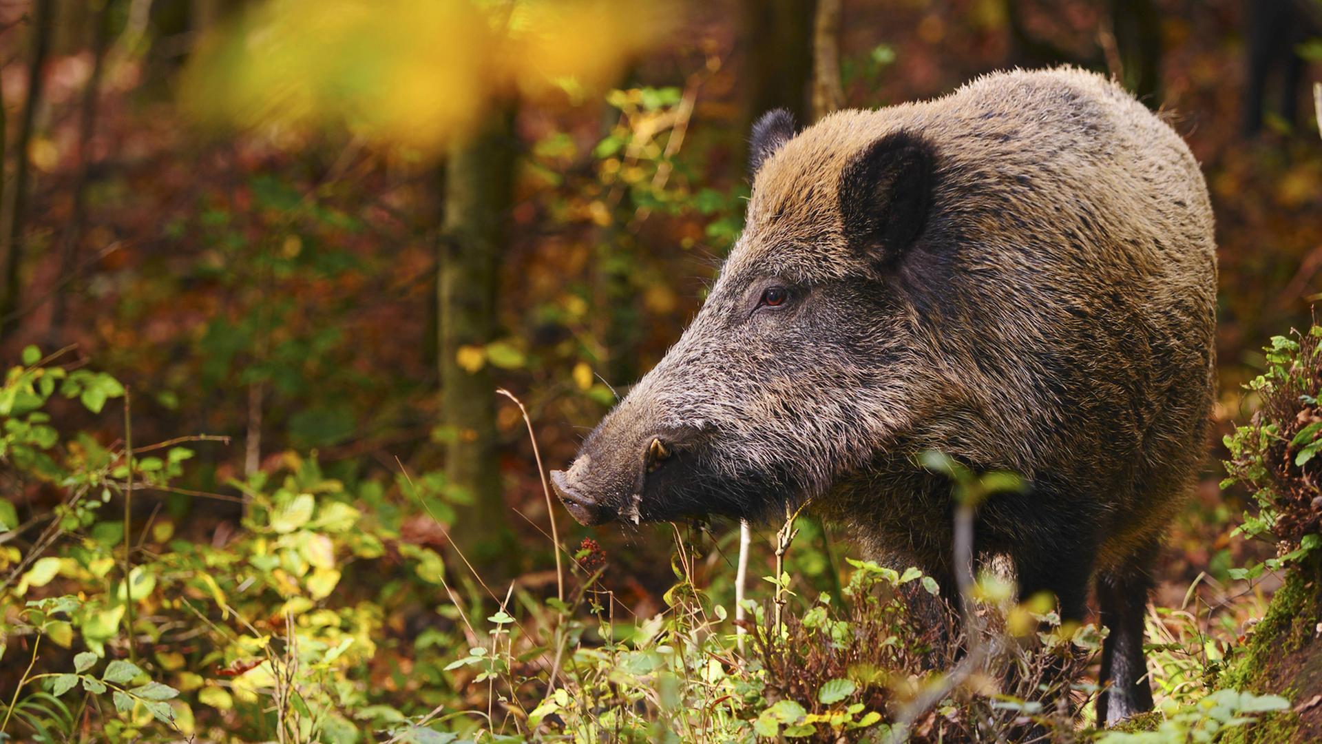 Ein Wildschwein steht im Wald. Ein Wildschwein steht im Wald.