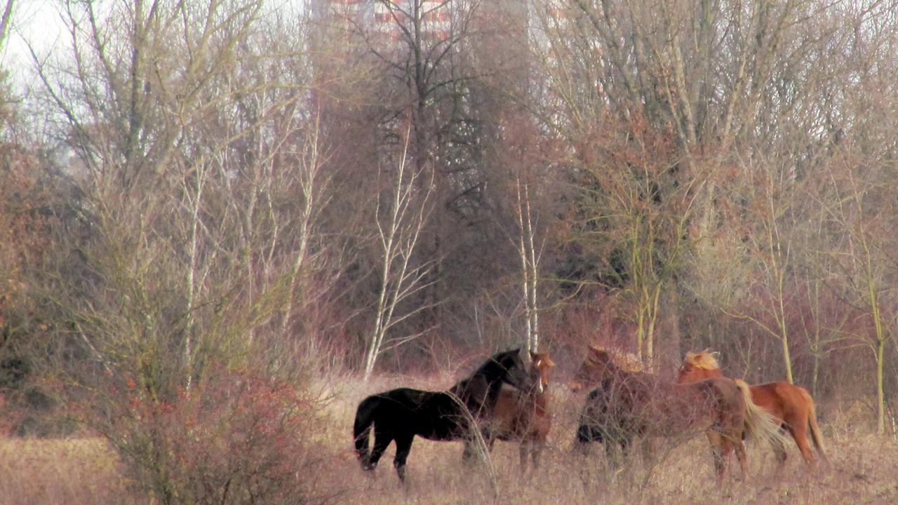 Auf dem Gelände Lichterfelde Süd in Berlin liegt ein Naturparadies mit seltenen Tier- und Pflanzenarten und den Pferden von Anne Loba. Trotz Bebauung mit 2500 Wohneinheiten soll ein großes Areal als "Grüne Mitte" erhalten bleiben. Auf dem Gelände Lichterfelde Süd in Berlin liegt ein Naturparadies mit seltenen Tier- und Pflanzenarten und den Pferden von Anne Loba. Trotz Bebauung mit 2500 Wohneinheiten soll ein großes Areal als "Grüne Mitte" erhalten bleiben.