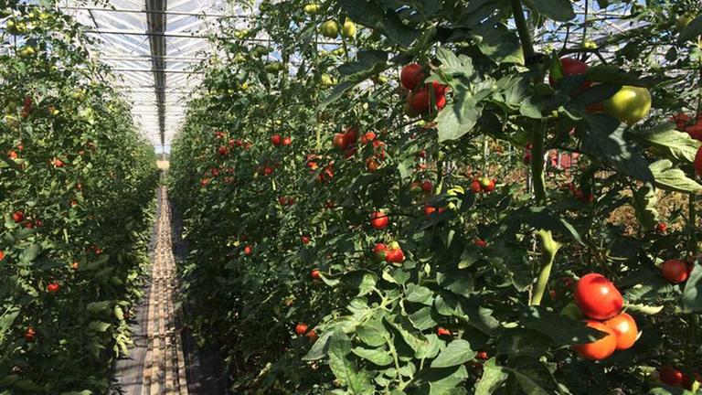 Tomatenstauden im Gewächshaus auf dem Biohof von Maria Bienert in Taucha, bei Leipzig. Tomatenstauden im Gewächshaus auf dem Biohof von Maria Bienert in Taucha, bei Leipzig.