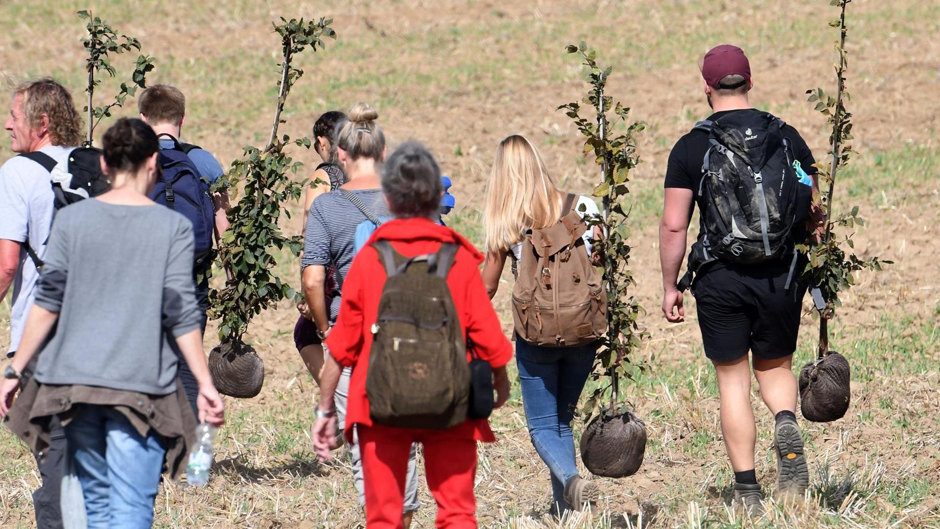 Teilnehmer einer Demonstration am Hambacher Forst tragen Baumsetzlinge, die sie auf dem gerodeten Teil des Forstes anpflanzen wollen. Teilnehmer einer Demonstration am Hambacher Forst tragen Baumsetzlinge, die sie auf dem gerodeten Teil des Forstes anpflanzen wollen.