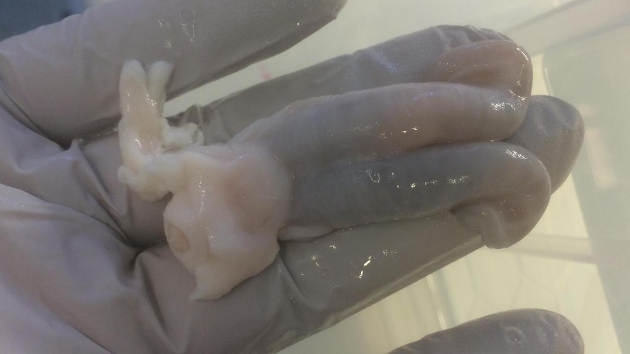 Mats Hellström hält den Uterus eines Schafs in der Hand Mats Hellström hält den Uterus eines Schafs in der Hand