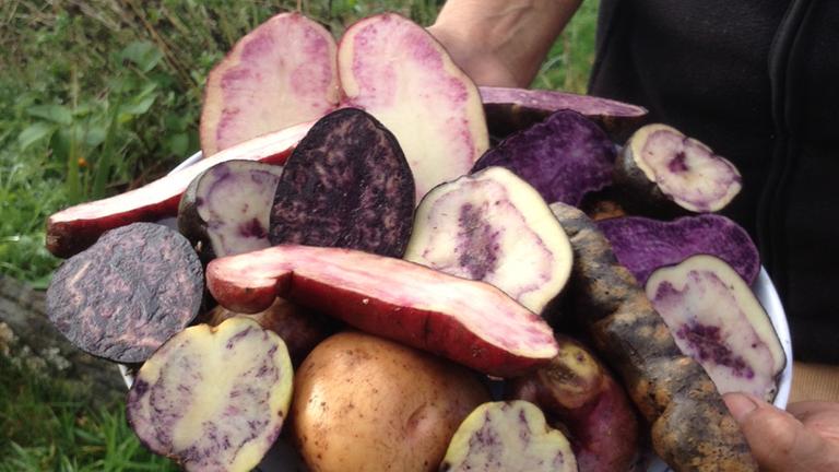 Bunte Kartoffeln von der Insel Chiloé Bunte Kartoffeln von der Insel Chiloé