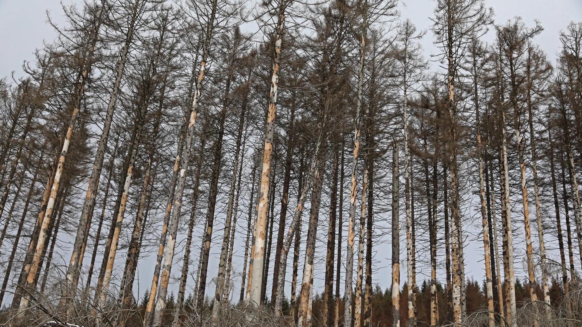 Vom Borkenkäfer befallene Fichten stehen entlang der Brockenstraße in Schierke im Harz. Vom Borkenkäfer befallene Fichten stehen entlang der Brockenstraße in Schierke im Harz.