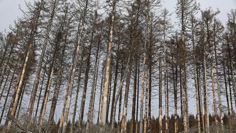 Vom Borkenkäfer befallene Fichten stehen entlang der Brockenstraße in Schierke im Harz.