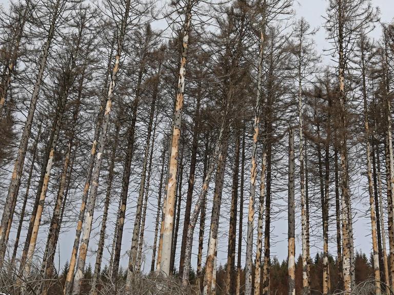 Vom Borkenkäfer befallene Fichten stehen entlang der Brockenstraße in Schierke im Harz.