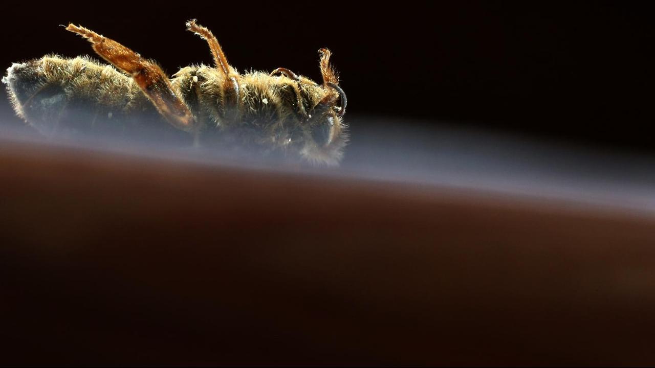 Eine tote Bienenkönigin mit einer roten Markierung auf dem Rücken liegt am Boden auf einem Blatt Papier. Eine tote Bienenkönigin mit einer roten Markierung auf dem Rücken liegt am Boden auf einem Blatt Papier.