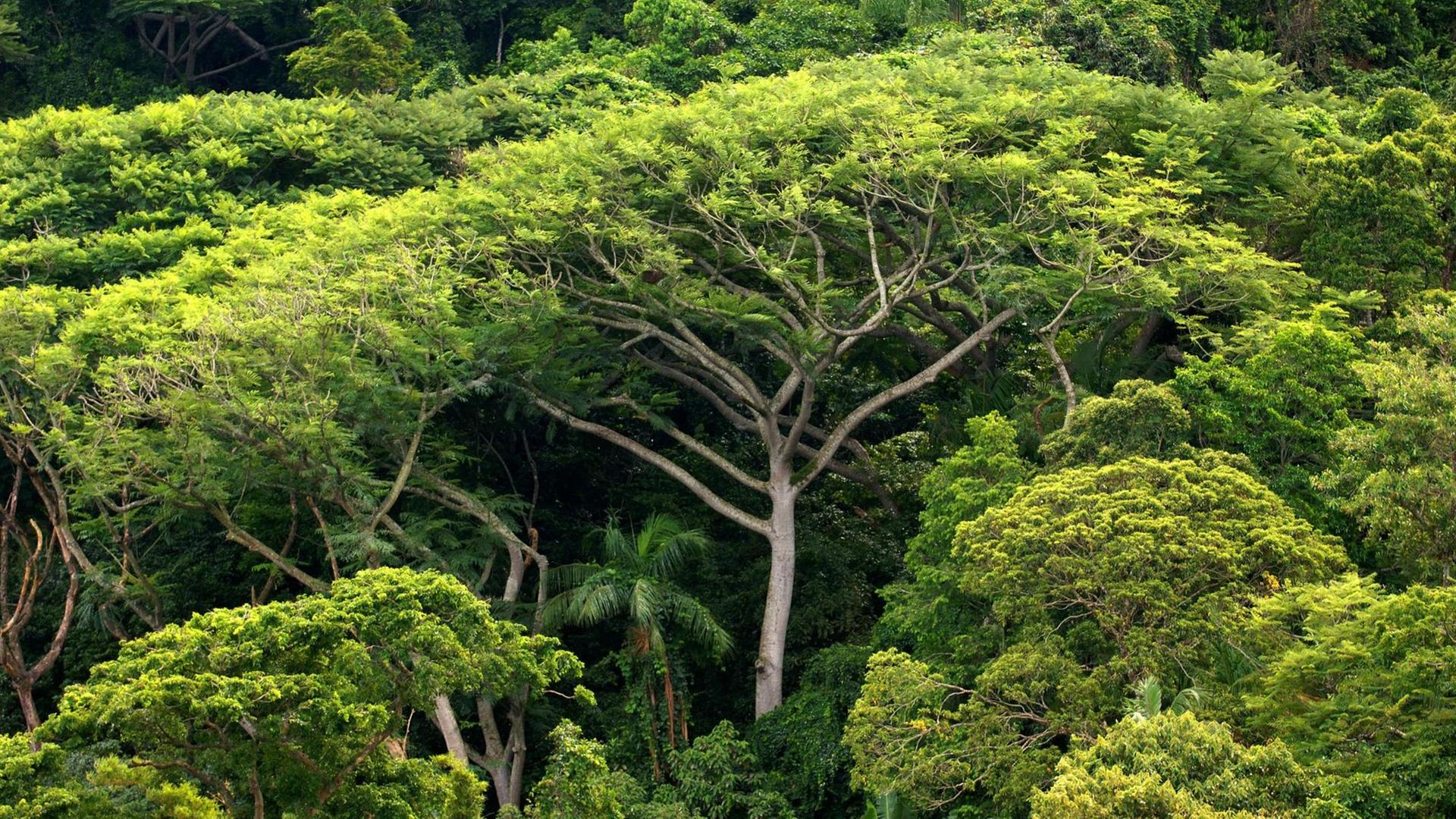 Grüne Bäume im Regenwald Grüne Bäume im Regenwald