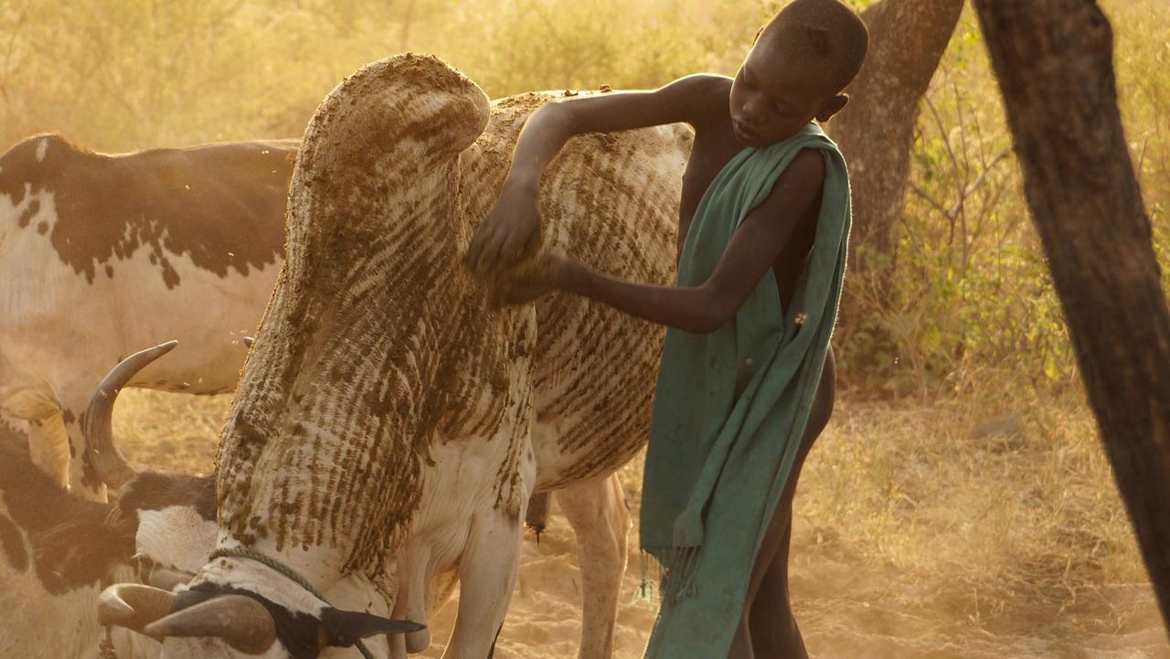 Zur Wertschätzung erhalten die Rinder der Mursi eine besondere Bemalung mit Erde und Dung. Zur Wertschätzung erhalten die Rinder der Mursi eine besondere Bemalung mit Erde und Dung.