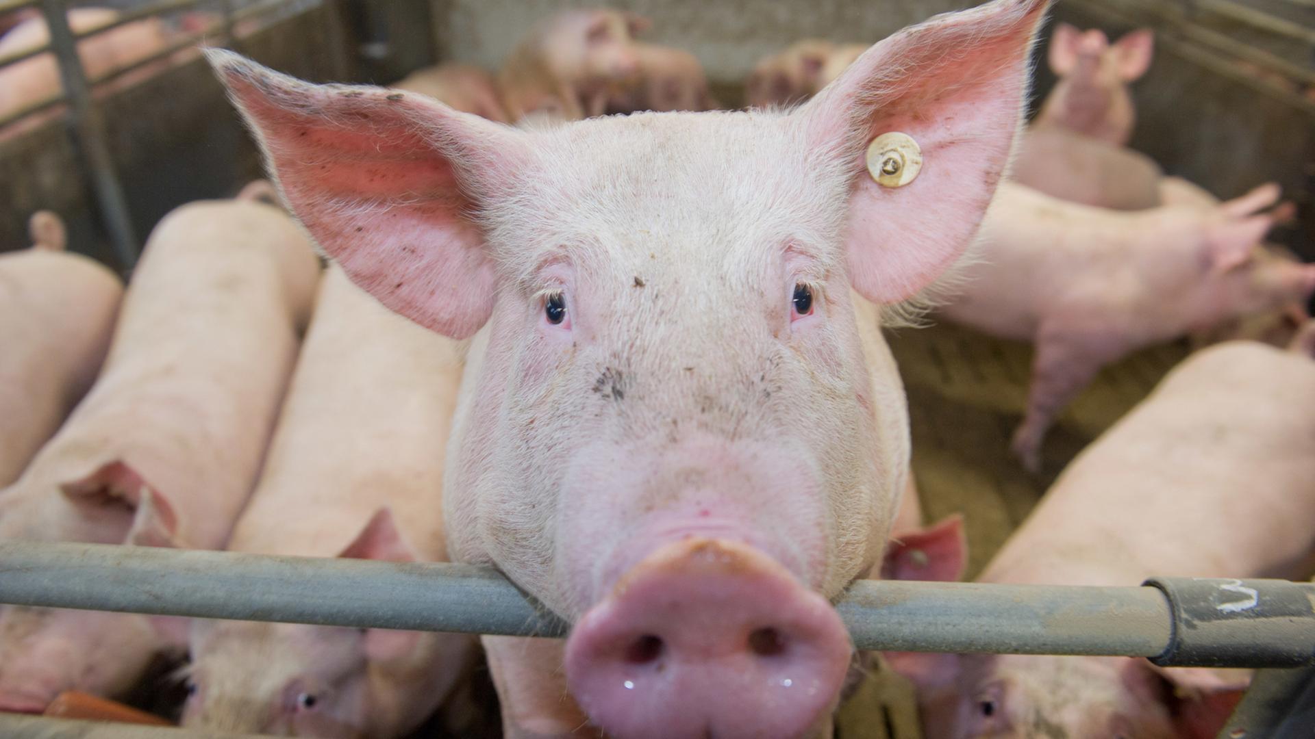 Mastschweine stehen gemeinsam in einer Box im Stall. Ein Schwein guckt über das Gitter in die Kamera. Mastschweine stehen gemeinsam in einer Box im Stall. Ein Schwein guckt über das Gitter in die Kamera.