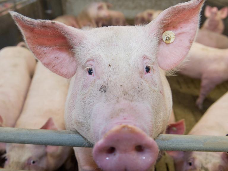 Mastschweine stehen gemeinsam in einer Box im Stall. Ein Schwein guckt über das Gitter in die Kamera.