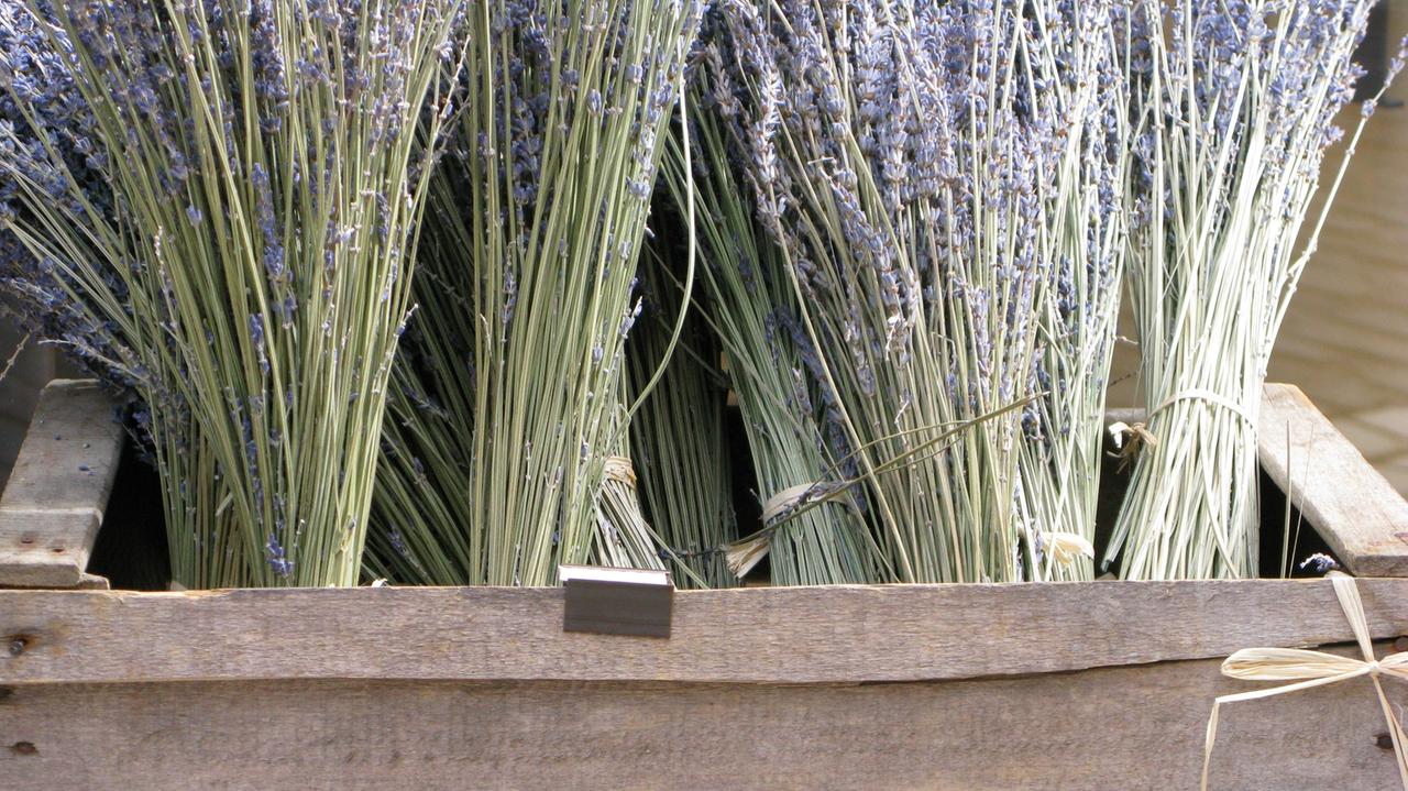 Frankreich - Lavendel Frankreich - Lavendel