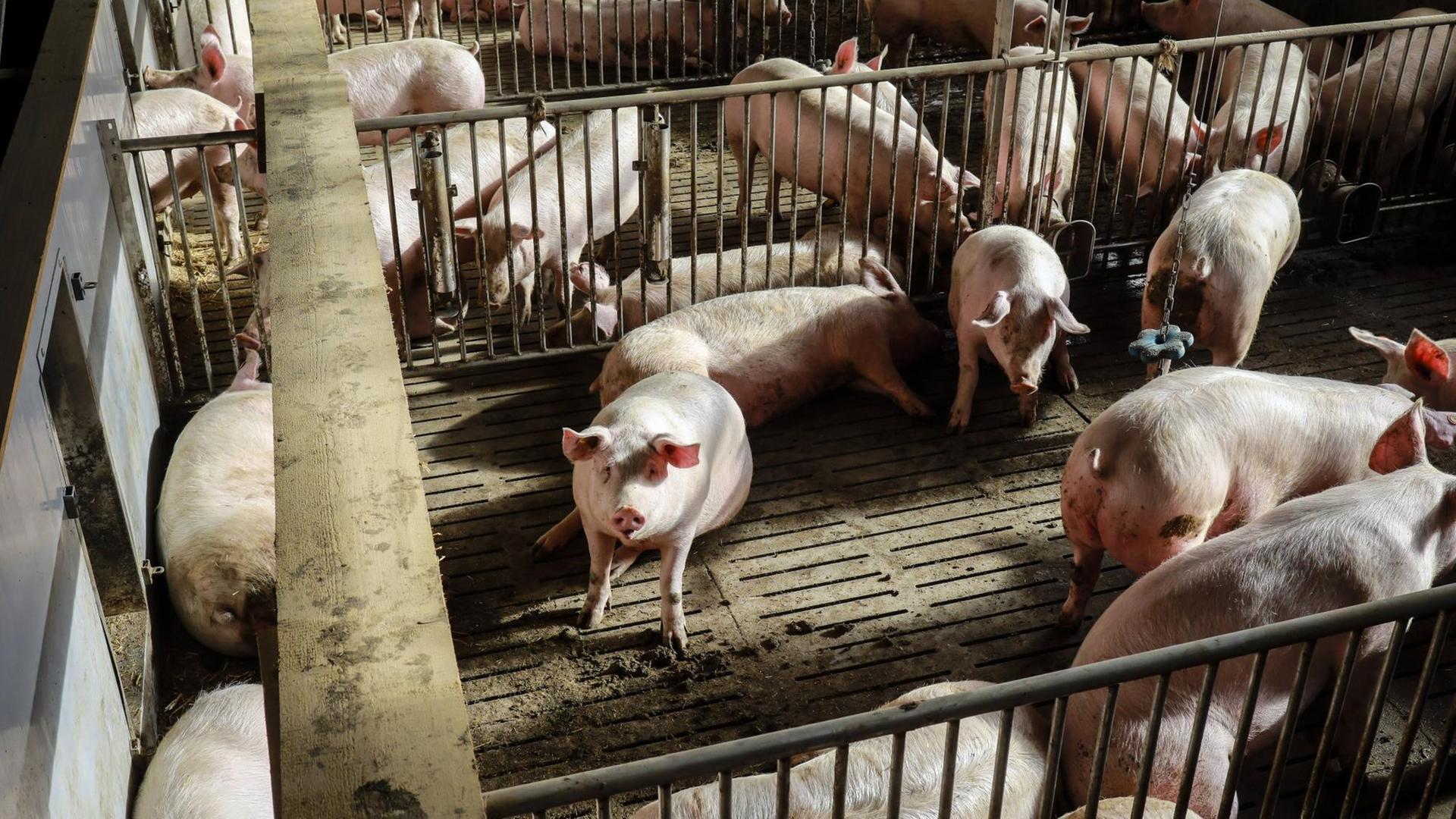 Mehrere Schweine sind in eime Gatter in einer Mastanlage in Ense in Nordrhein-Westfalen.