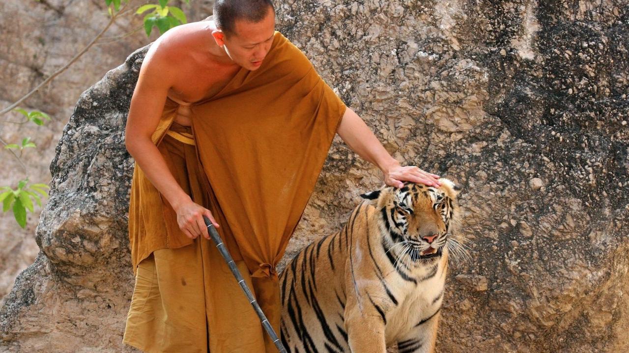 Ein Mönch streichelt einen Tiger im "Tiger Tempel". Statt Tiere zu schützen, geht es vielen Mönchen wohl eher um den Profit. Ein Mönch streichelt einen Tiger im "Tiger Tempel". Statt Tiere zu schützen, geht es vielen Mönchen wohl eher um den Profit.
