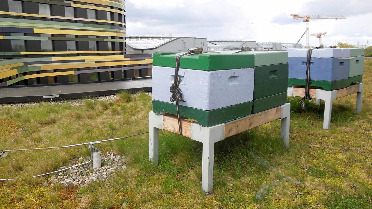 Honig von Amts wegen: Bienenkörbe auf dem Gründach der Hamburger Umweltbehörde Honig von Amts wegen: Bienenkörbe auf dem Gründach der Hamburger Umweltbehörde