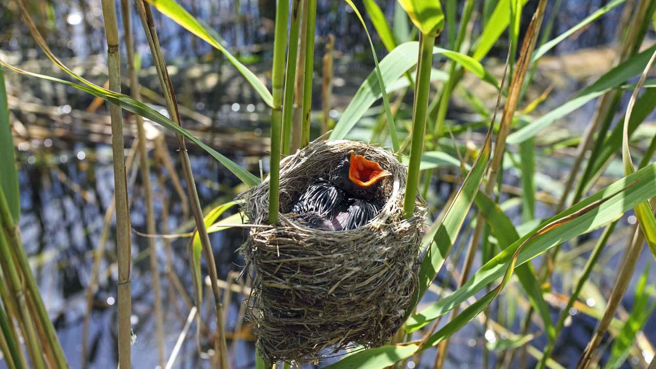 Ein Kuckucksküken im Nest eines Teichohrsängers.