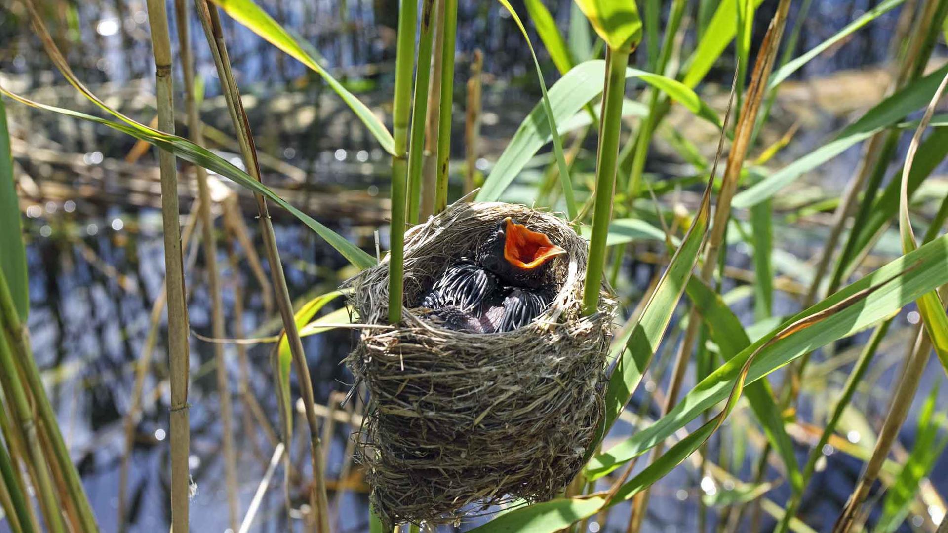 Ein Kuckucksküken im Nest eines Teichohrsängers. Ein Kuckucksküken im Nest eines Teichohrsängers.