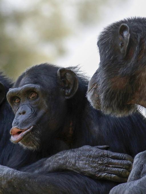 Drei Schimpansen sitzen nebeneinander.