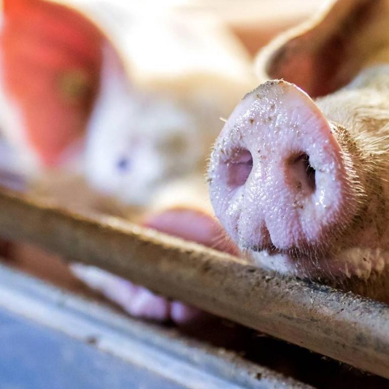 Im brandenburgischen Landkreis Dahme Spree werden Schweine im Stall eines Schweinemastbetriebs gehalten. Ein Schwein schaut durch die Gitterstäbe.
