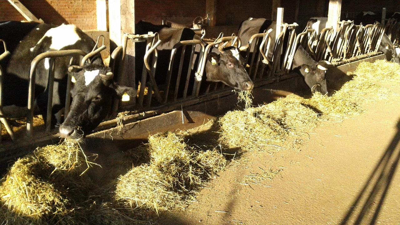 Die Rinder der Domäne Fredeburg werden im Stall mit Heu gefüttert