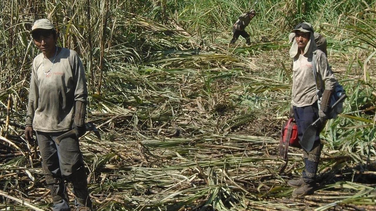 Zuckerrohrernte in Guatemala