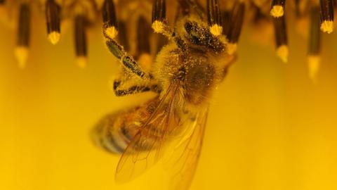 Eine Biene mit Blütenstaub an ihren feinen Härchen.