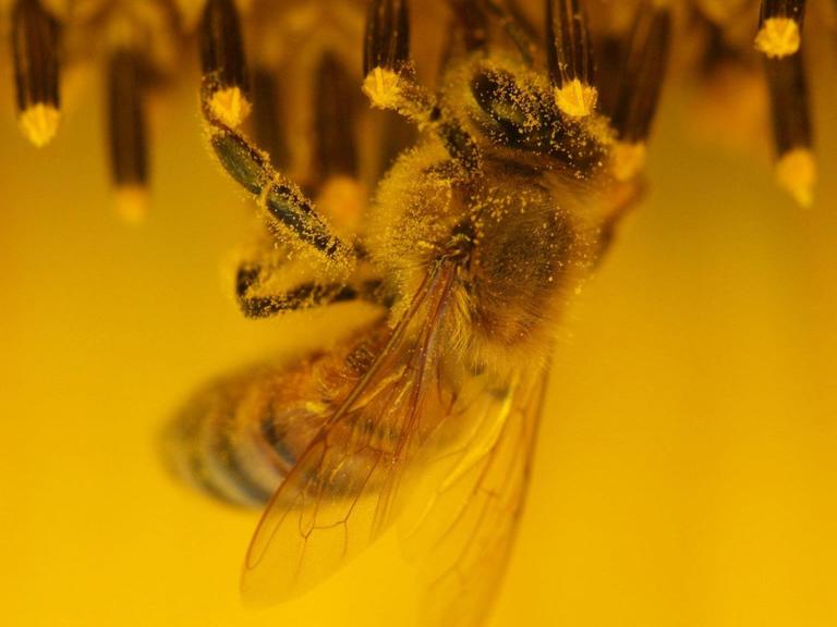 Eine Biene mit Blütenstaub an ihren feinen Härchen.