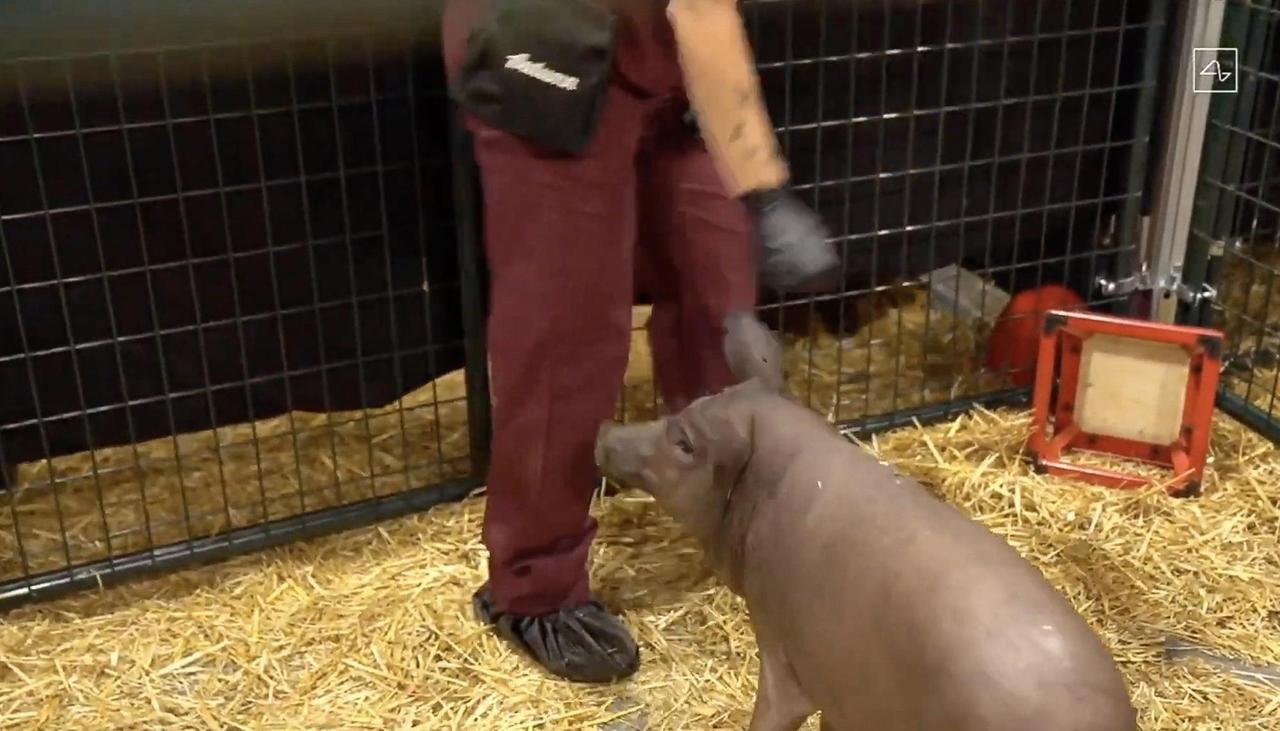 Schwein Gertrude im Stall. Schwein Gertrude im Stall.