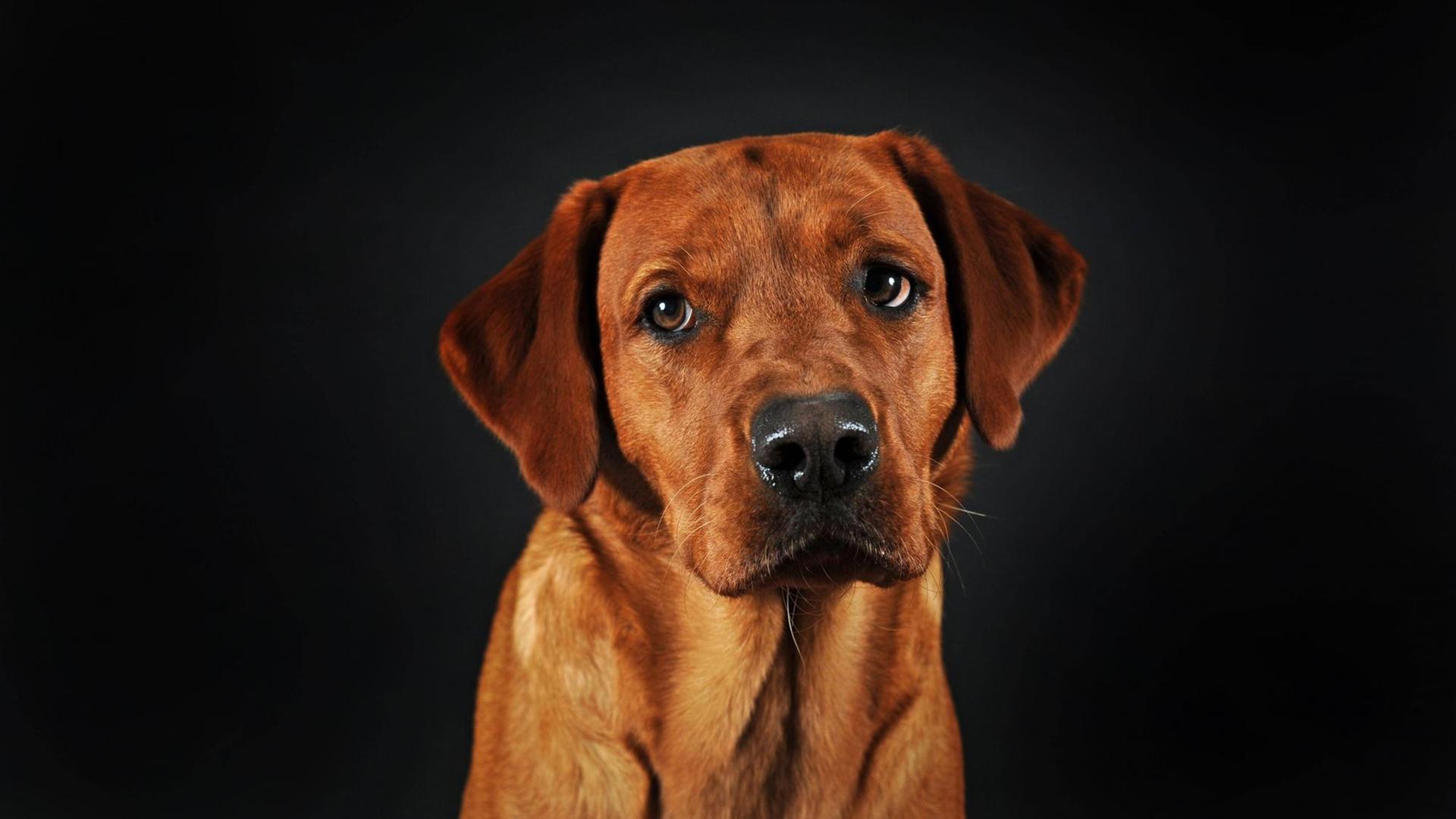Labrador Retriever, gelb, Rüde, schaut traurig. Labrador Retriever, gelb, Rüde, schaut traurig.