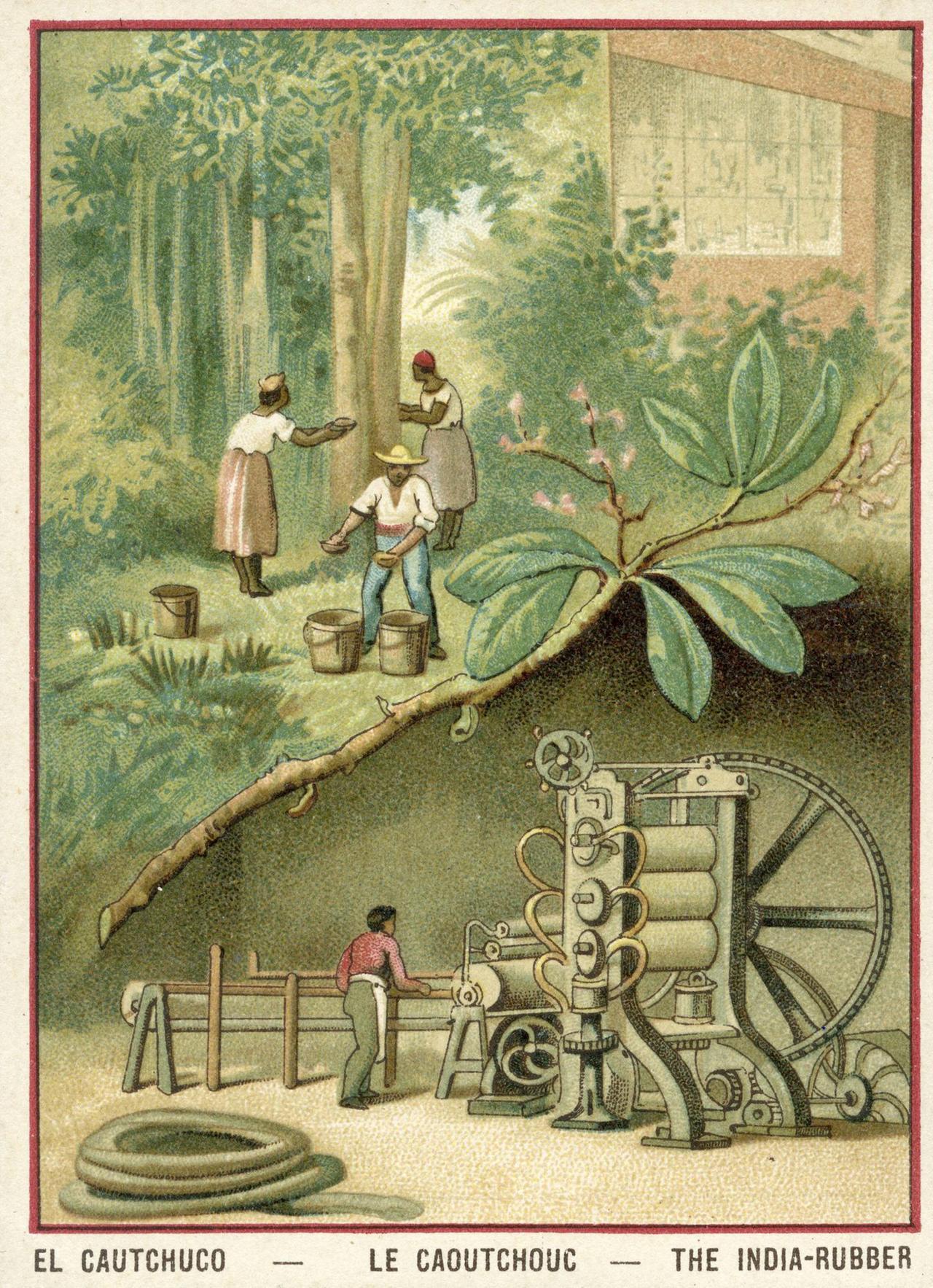 Die Gummiproduktion war damals ein globalisiertes Business und ist es heute immer noch. Farblithographie von circa 1890. Die Gummiproduktion war damals ein globalisiertes Business und ist es heute immer noch. Farblithographie von circa 1890.