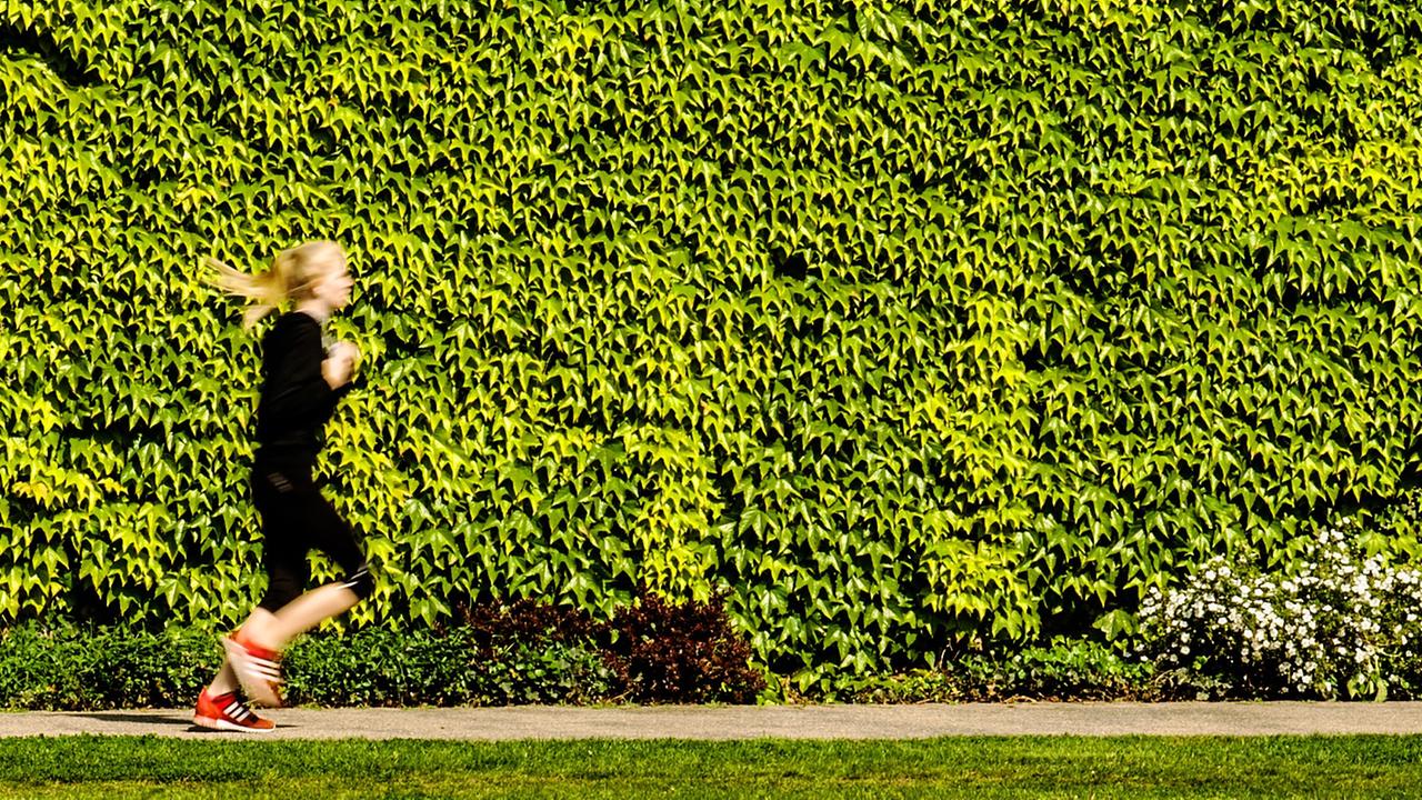 Eine Frau läuft in Berlin an einer von der Sonne angestrahlten Hecke vorbei. Eine Frau läuft in Berlin an einer von der Sonne angestrahlten Hecke vorbei.
