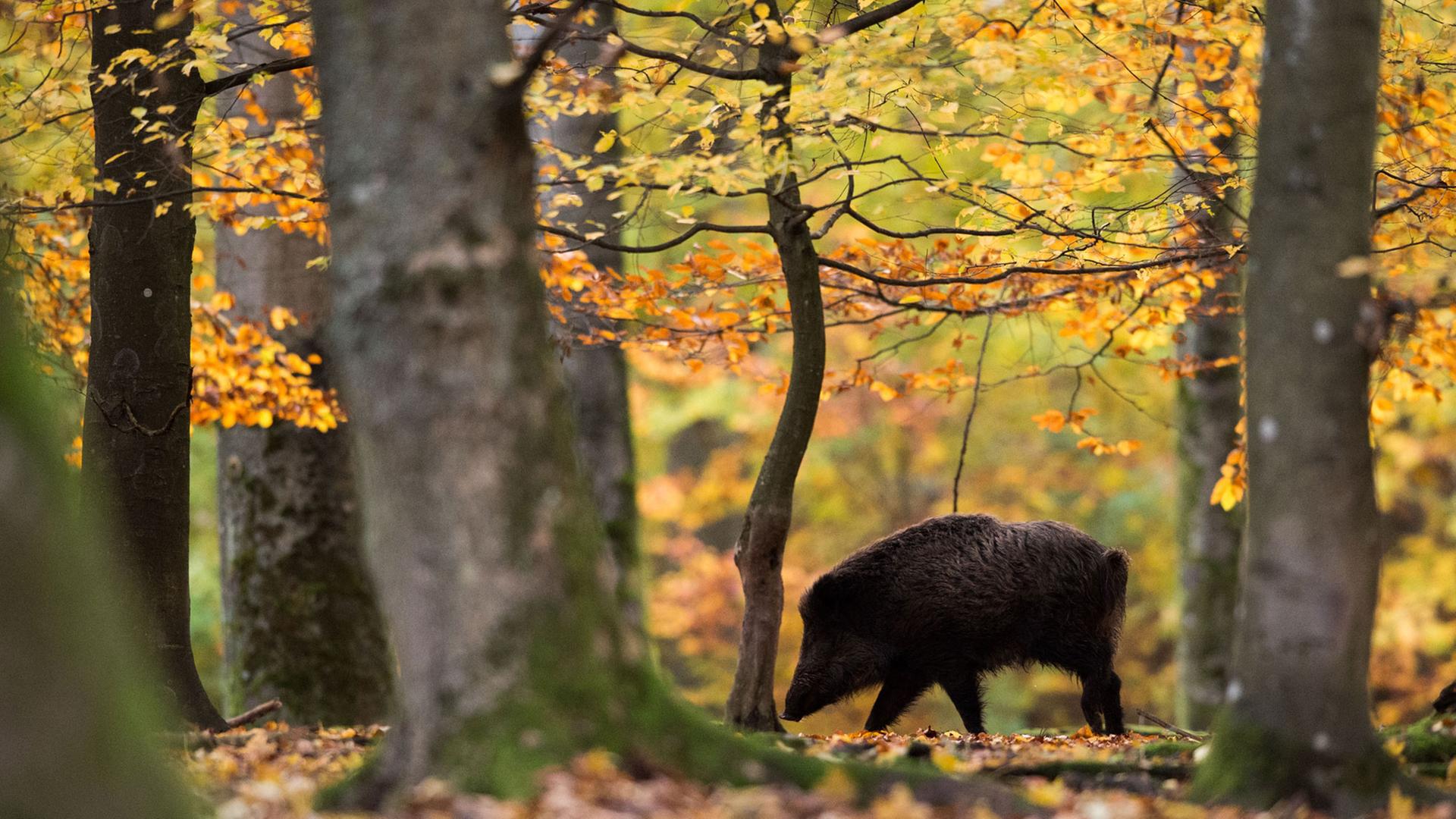 Heinz geht in den Wald - er hat's mit Wildschweinen. Heinz geht in den Wald - er hat's mit Wildschweinen.