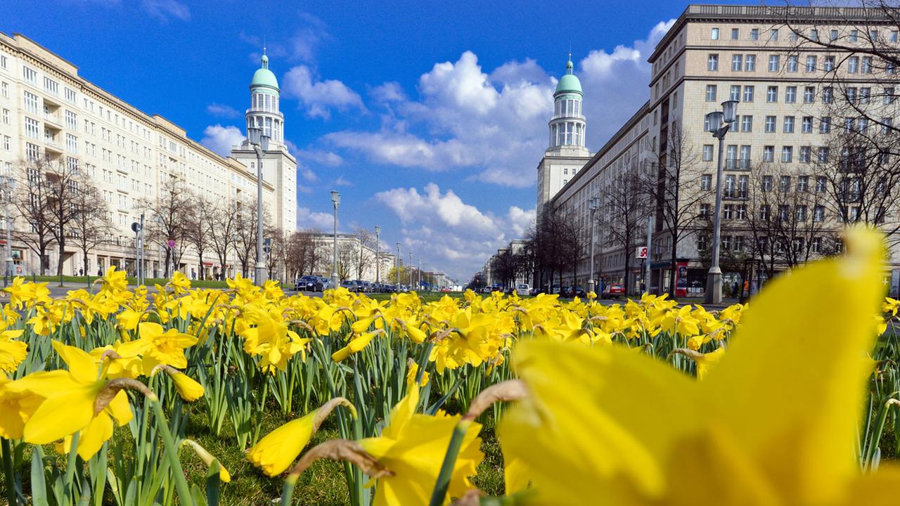 Narzissen blühen am 30.03.2014 auf dem Mittelstreifen der Karl-Marx-Allee in Berlin. Im Hintergrund stehen die Wohntürme am Frankfurter Tor. Narzissen blühen am 30.03.2014 auf dem Mittelstreifen der Karl-Marx-Allee in Berlin. Im Hintergrund stehen die Wohntürme am Frankfurter Tor.